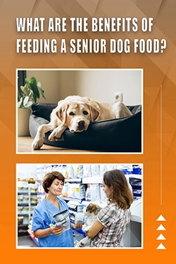What Are The Benefits Of Feeding A Senior Dog Food