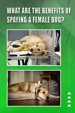 What Are The Benefits Of Spaying A Female Dog