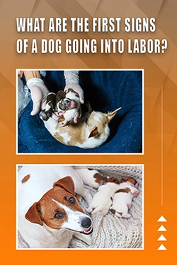 What Are The First Signs Of A Dog Going Into Labor