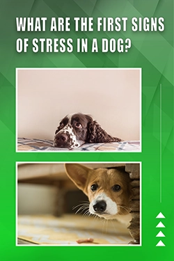 What Are The First Signs Of Stress In A Dog
