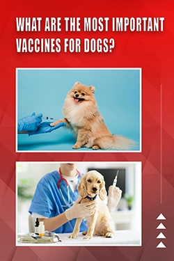 What Are The Most Important Vaccines For Dogs