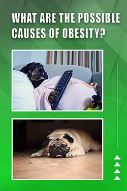 What Are The Possible Causes Of Obesity