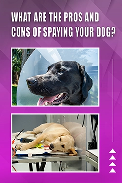 What Are The Pros And Cons Of Spaying Your Dog