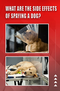 What Are The Side Effects Of Spaying A Dog