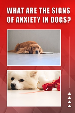 What Are The Signs Of Anxiety In Dogs