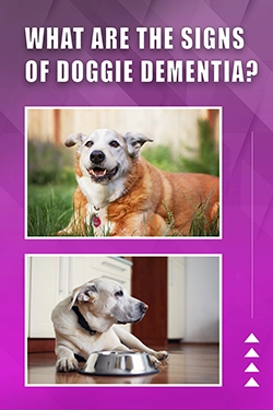 What Are The Signs Of Doggie Dementia