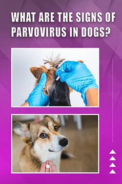 What Are The Signs Of Parvovirus In Dogs
