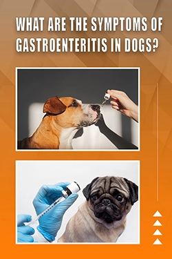 What Are The Symptoms Of Gastroenteritis In Dogs
