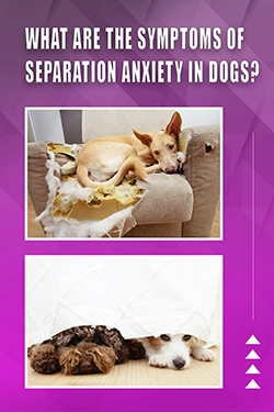 What Are The Symptoms Of Separation Anxiety In Dogs