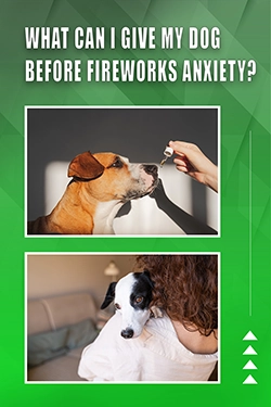 What Can I Give My Dog Before Fireworks Anxiety