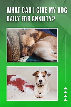 What Can I Give My Dog Daily For Anxiety