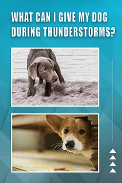 What Can I Give My Dog During Thunderstorms