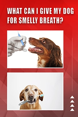 What Can I Give My Dog For Smelly Breath