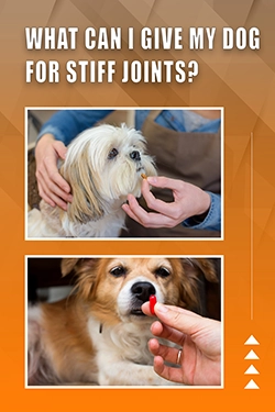 What Can I Give My Dog For Stiff Joints