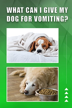 What Can I Give My Dog For Vomiting