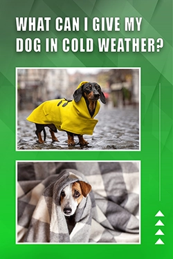 What Can I Give My Dog In Cold Weather