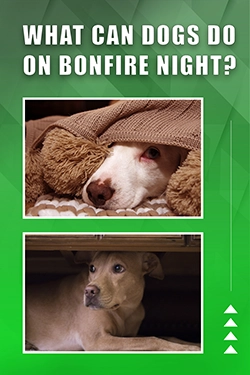 What Can Dogs Do On Bonfire Night