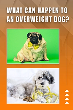 What Can Happen To An Overweight Dog
