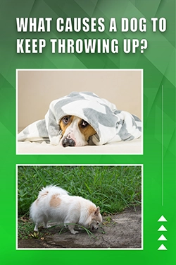 What Causes A Dog To Keep Throwing Up