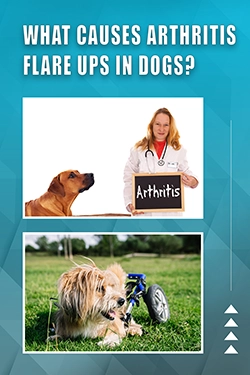 What Causes Arthritis Flare Ups In Dogs