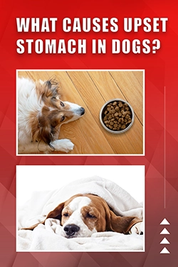 What Causes Upset Stomach In Dogs