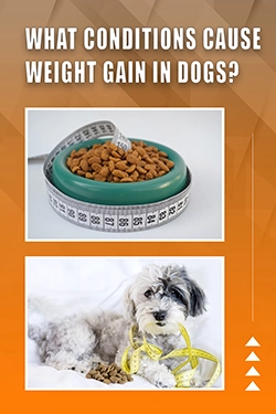 What Conditions Cause Weight Gain In Dogs