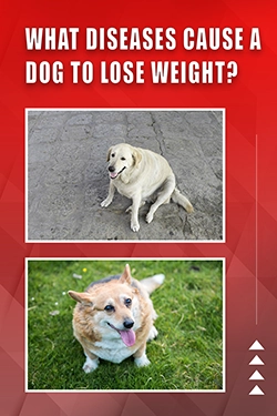 What Diseases Cause A Dog To Lose Weight