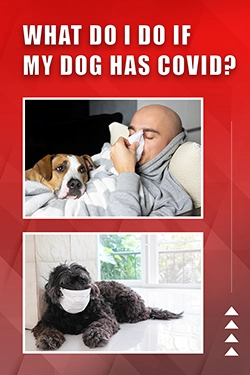 What Do I Do If My Dog Has CoVid