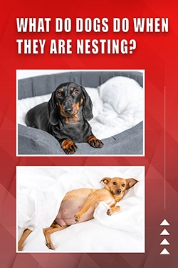 What Do Dogs Do When They Are Nesting