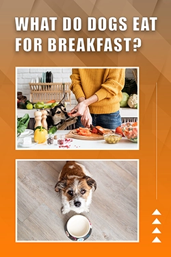 What Do Dogs Eat For Breakfast