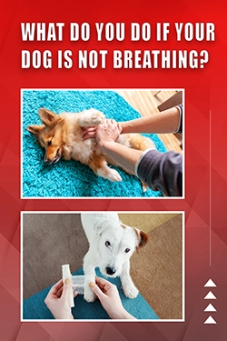 What Do You Do If Your Dog Is Not Breathing