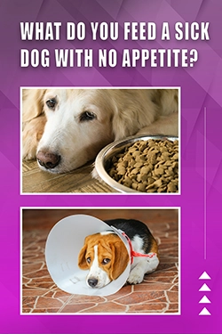 What Do You Feed A Sick Dog With No Appetite