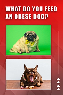 What Do You Feed An Obese Dog