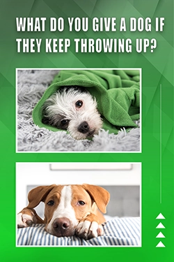 What Do You Give A Dog If They Keep Throwing Up