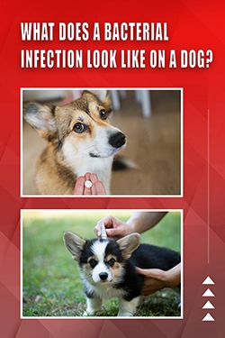What Does A Bacterial Infection Look Like On A Dog