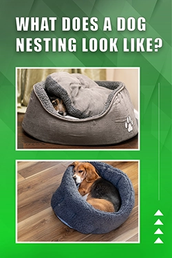 What Does A Dog Nesting Look Like