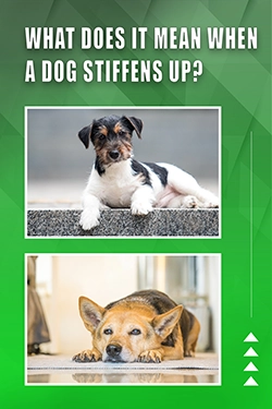 What Does It Mean When A Dog Stiffens Up