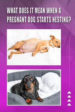 What Does It Mean When A Pregnant Dog Starts Nesting
