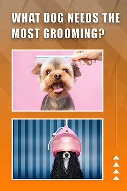 What Dog Needs The Most Grooming