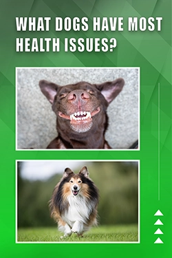 What Dogs Have Most Health Issues