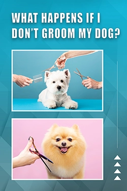 What Happens If I Don't Groom My Dog