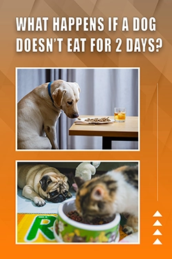 What Happens If A Dog Doesn't Eat For 2 Days