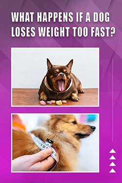 What Happens If A Dog Loses Weight Too Fast