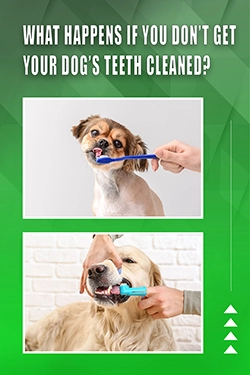What Happens If You Don't Get Your Dog's Teeth Cleaned
