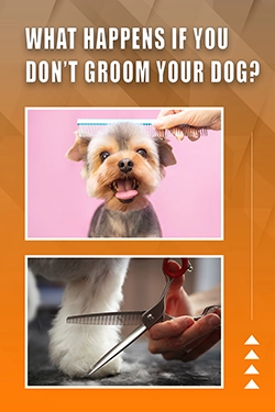 What Happens If You Don't Groom Your Dog