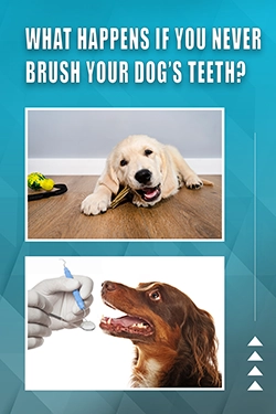 What Happens If You Never Brush Your Dog's Teeth