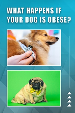 What Happens If Your Dog Is Obese