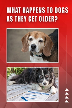 What Happens To Dogs As They Get Older