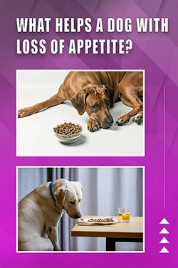 What Helps A Dog With Loss Of Appetite