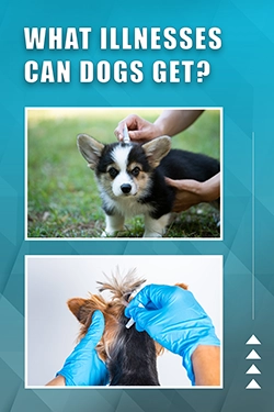 What Illnesses Can Dogs Get